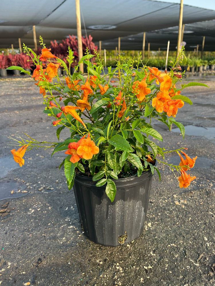 tecoma-stans-orange-jubilee-yellow-elder-esperanza-trumpetflower-bells-of-fire