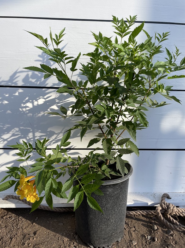 tecoma-stans-sunrise-yellow-elder-esperanza-trumpetflower-bells-of-fire