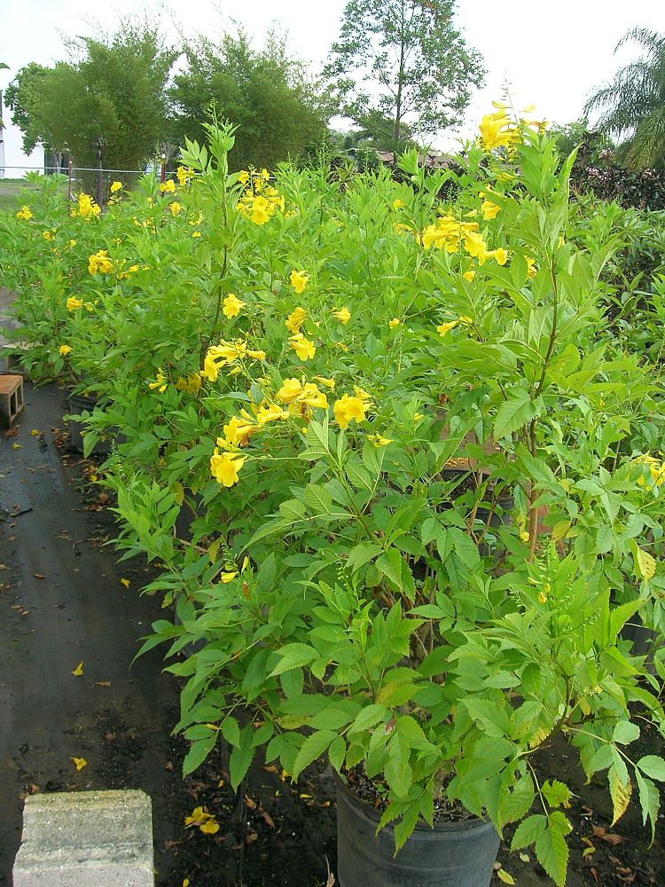 tecoma-stans-yellow-elder-esperanza-trumpetflower-bells-of-fire