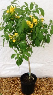 tecoma-stans-yellow-elder-esperanza-trumpetflower-bells-of-fire