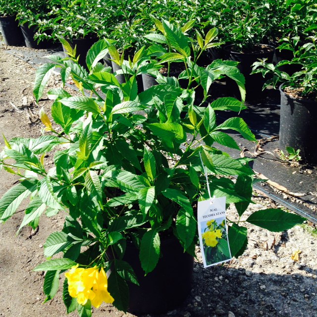 tecoma-stans-yellow-elder-esperanza-trumpetflower-bells-of-fire