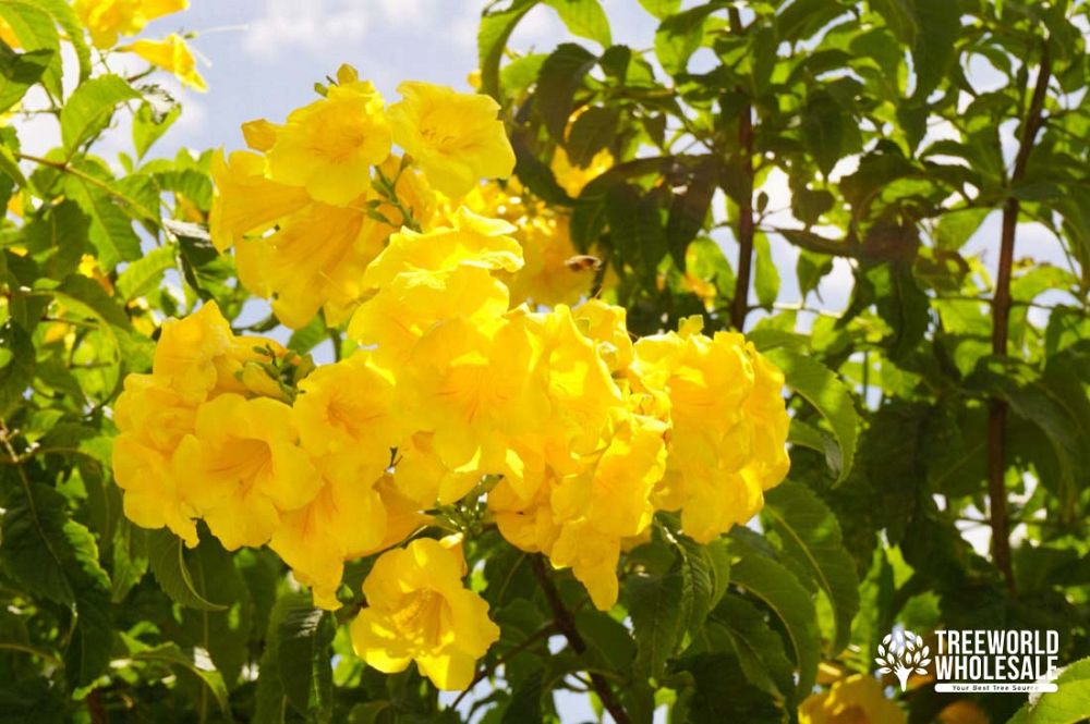 tecoma-stans-yellow-elder-esperanza-trumpetflower-bells-of-fire