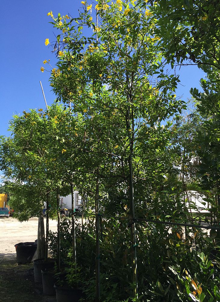 tecoma-stans-yellow-elder-esperanza-trumpetflower-bells-of-fire