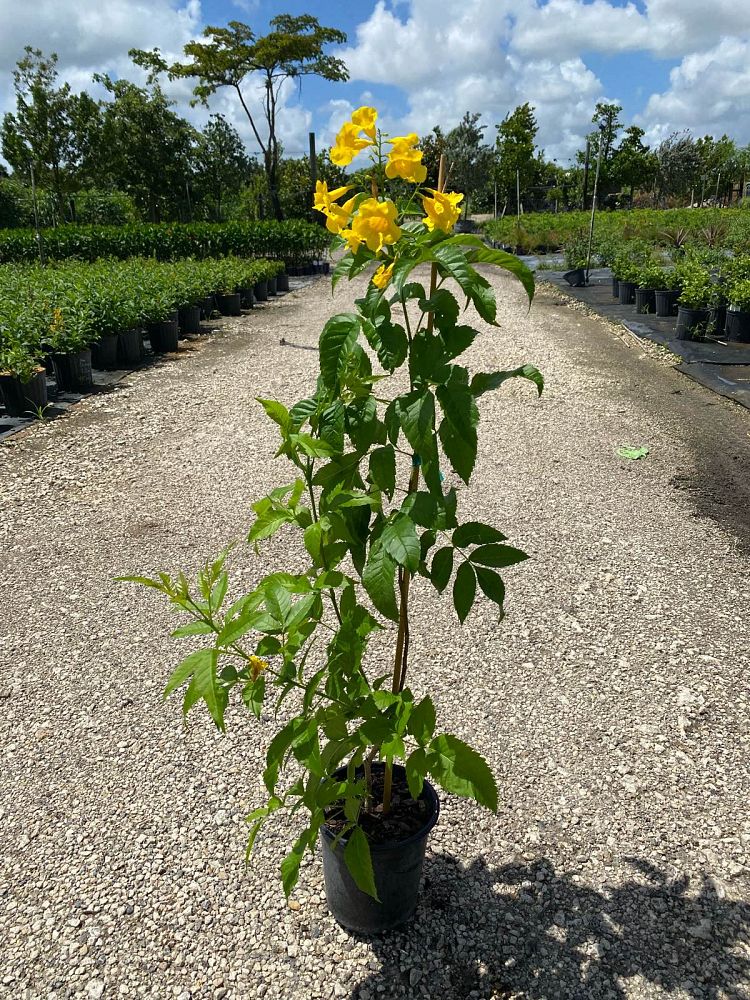tecoma-stans-yellow-elder-esperanza-trumpetflower-bells-of-fire