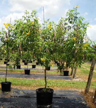 tecoma-stans-yellow-elder-esperanza-trumpetflower-bells-of-fire