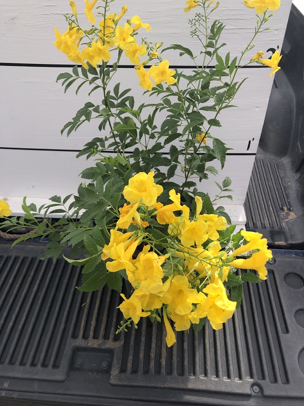 tecoma-stans-yellow-elder-esperanza-trumpetflower-bells-of-fire