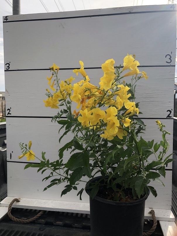 tecoma-stans-yellow-elder-esperanza-trumpetflower-bells-of-fire