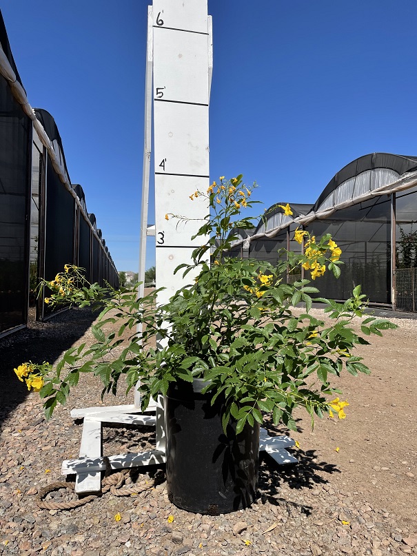 tecoma-stans-yellow-elder-esperanza-trumpetflower-bells-of-fire