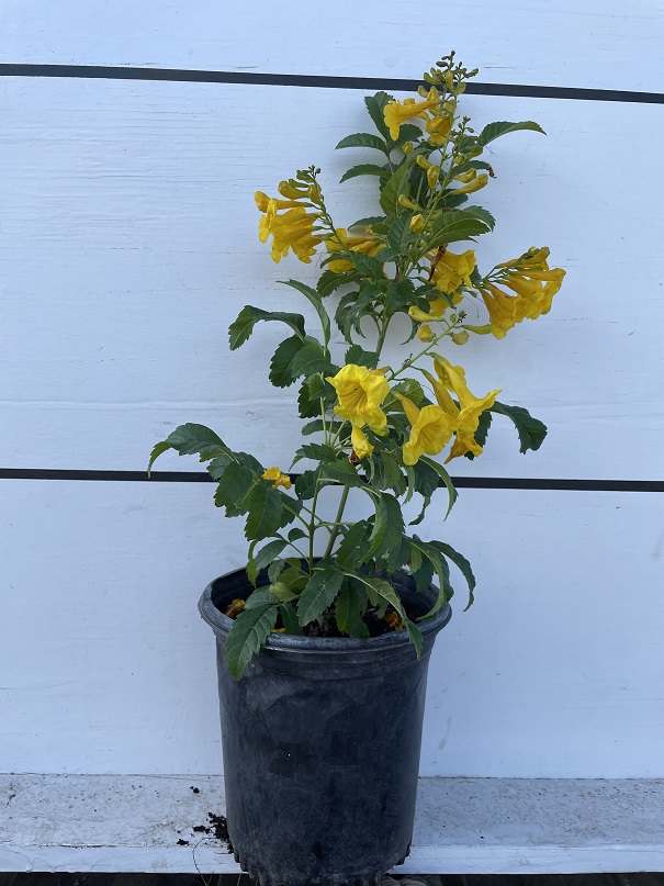 tecoma-stans-yellow-elder-esperanza-trumpetflower-bells-of-fire