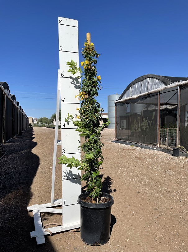 tecoma-stans-yellow-elder-esperanza-trumpetflower-bells-of-fire