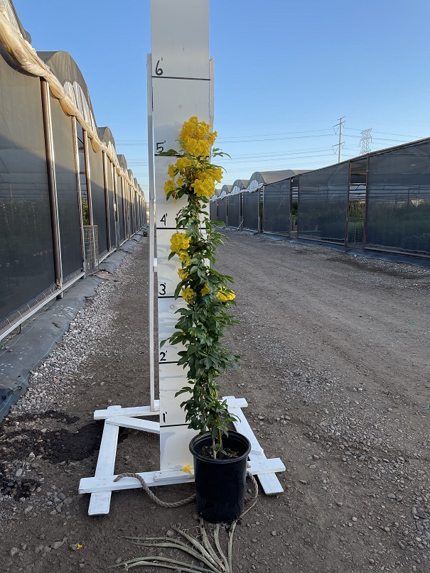 tecoma-stans-yellow-elder-esperanza-trumpetflower-bells-of-fire