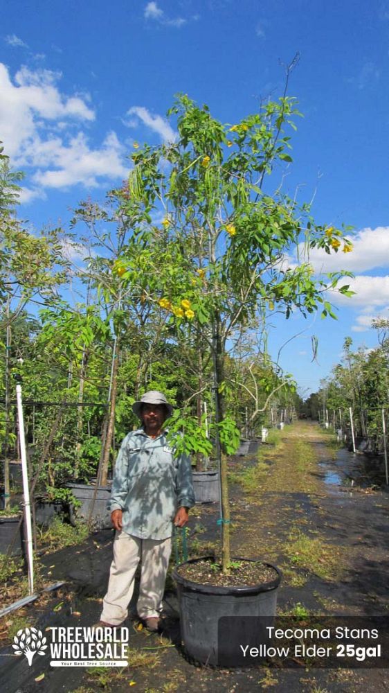 tecoma-stans-yellow-elder-esperanza-trumpetflower-bells-of-fire