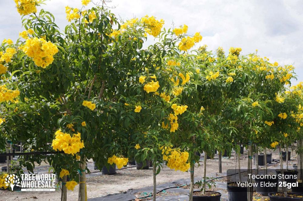 tecoma-stans-yellow-elder-esperanza-trumpetflower-bells-of-fire