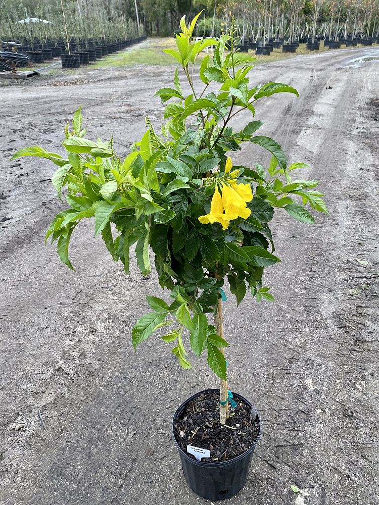 tecoma-stans-yellow-elder-esperanza-trumpetflower-bells-of-fire