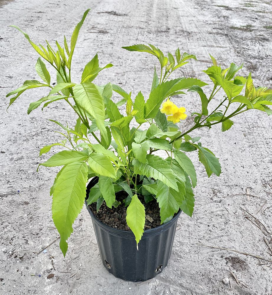 tecoma-stans-yellow-elder-esperanza-trumpetflower-bells-of-fire