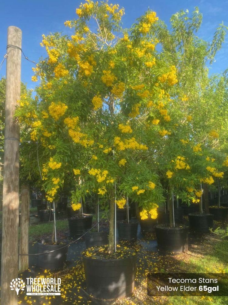 tecoma-stans-yellow-elder-esperanza-trumpetflower-bells-of-fire