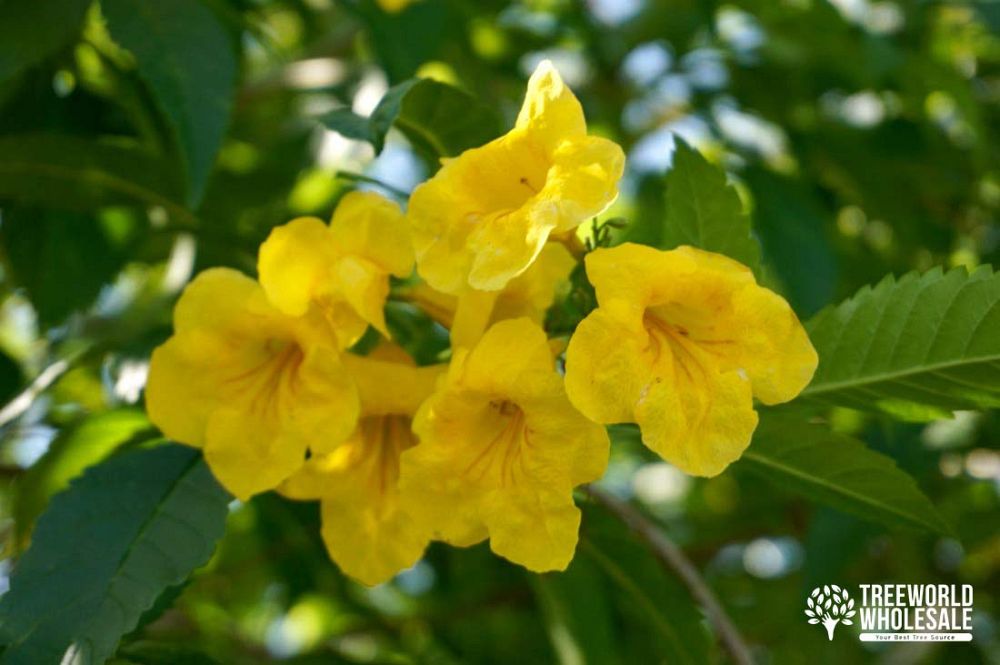 tecoma-stans-yellow-elder-esperanza-trumpetflower-bells-of-fire