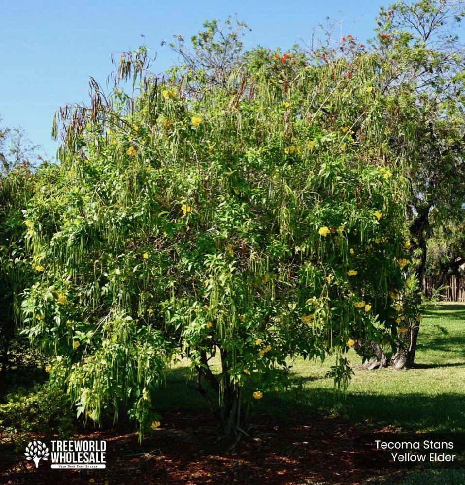 tecoma-stans-yellow-elder-esperanza-trumpetflower-bells-of-fire