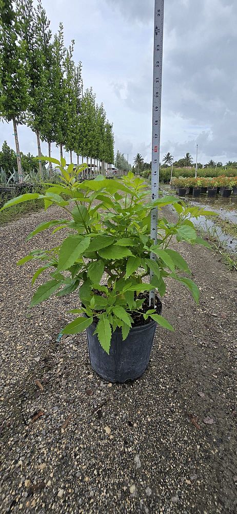 tecoma-stans-yellow-elder-esperanza-trumpetflower-bells-of-fire