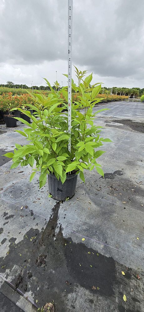 tecoma-stans-yellow-elder-esperanza-trumpetflower-bells-of-fire