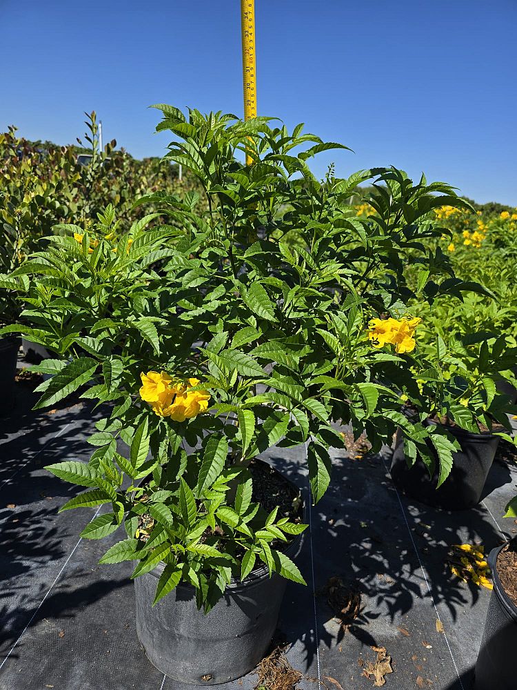 tecoma-stans-yellow-elder-esperanza-trumpetflower-bells-of-fire