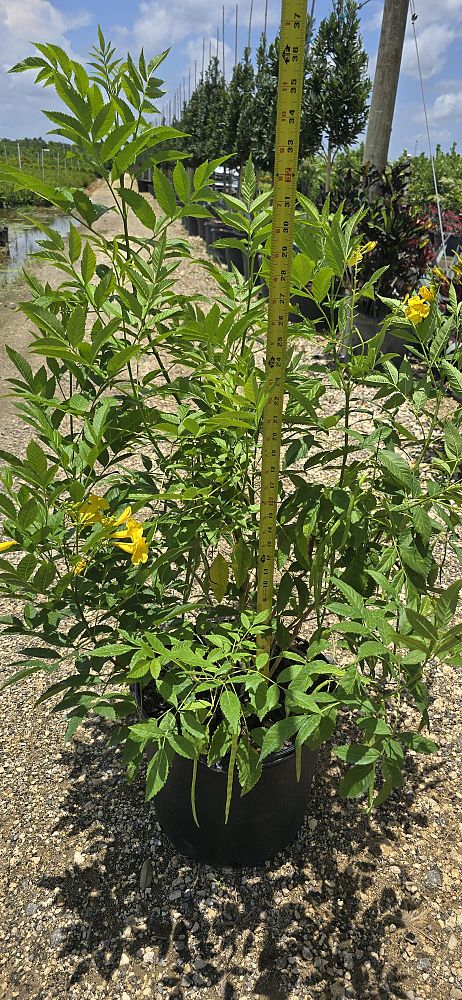 tecoma-stans-yellow-elder-esperanza-trumpetflower-bells-of-fire