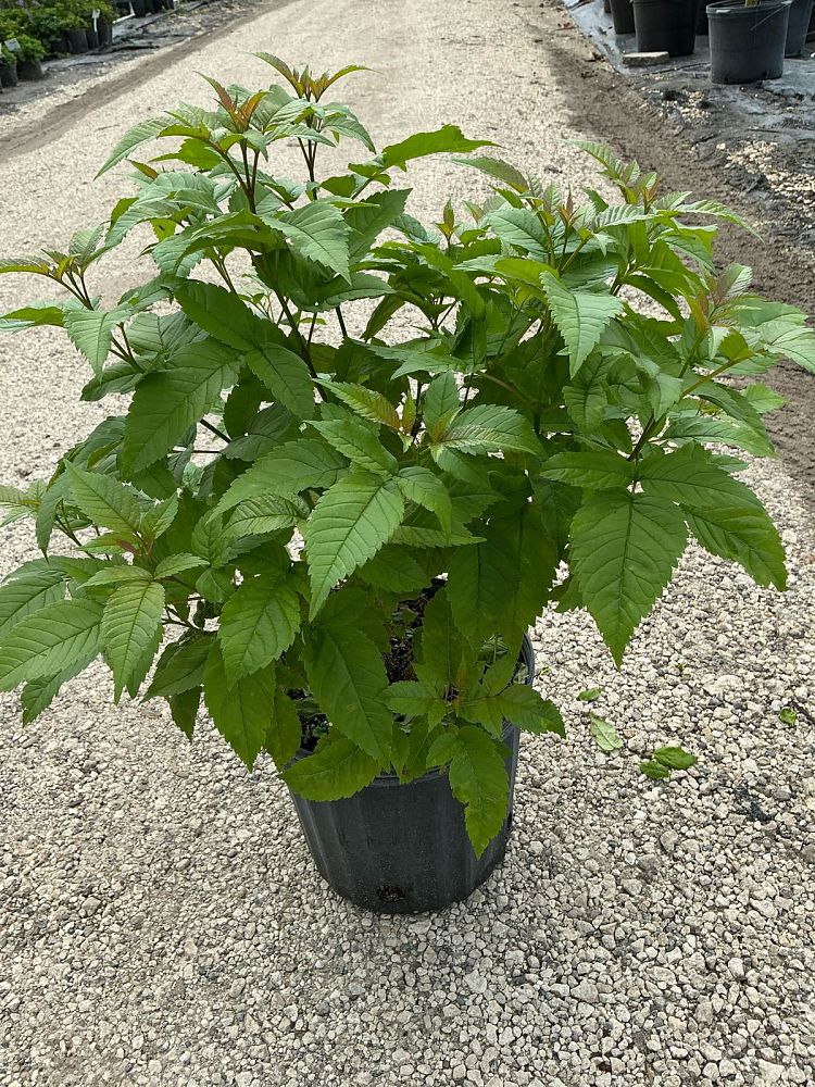 tecoma-stans-yellow-elder-esperanza-trumpetflower-bells-of-fire