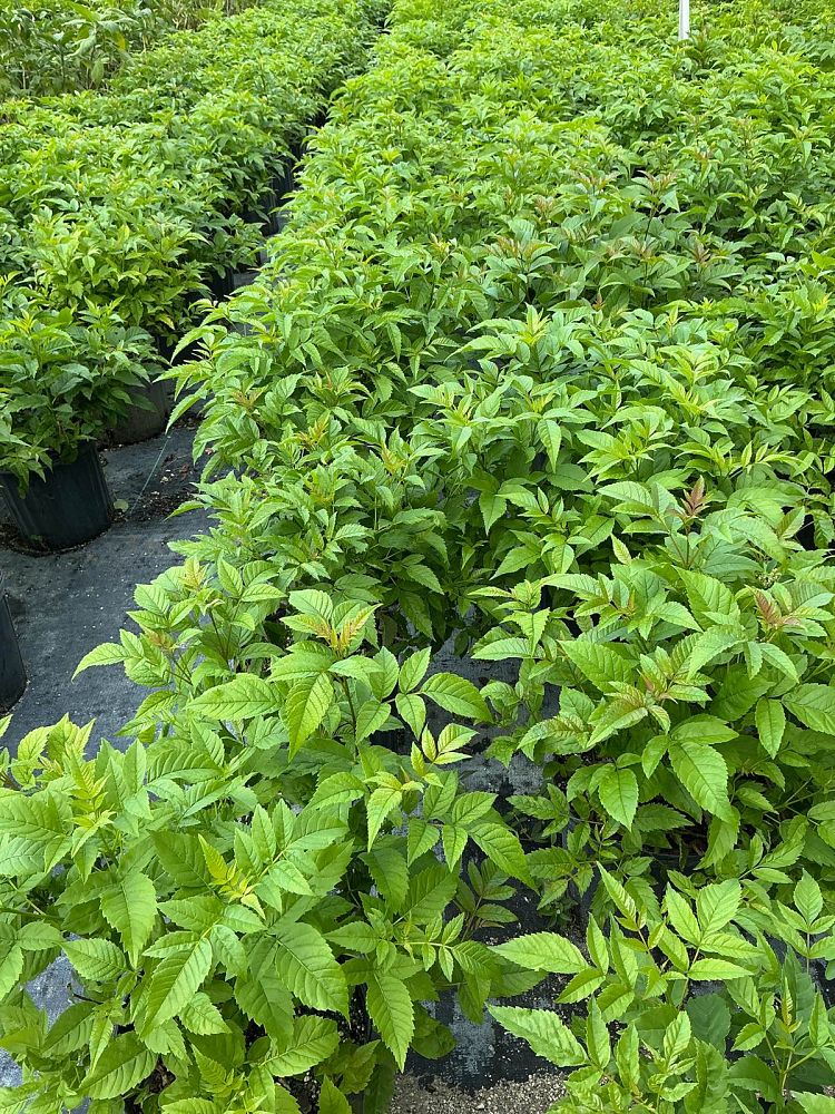 tecoma-stans-yellow-elder-esperanza-trumpetflower-bells-of-fire