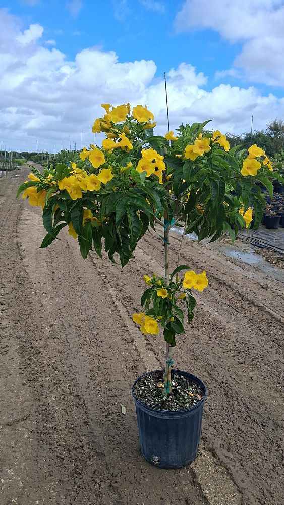 tecoma-stans-yellow-elder-esperanza-trumpetflower-bells-of-fire