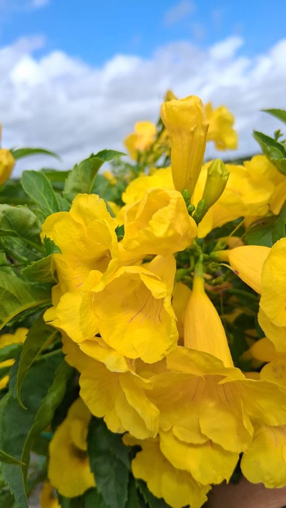 tecoma-stans-yellow-elder-esperanza-trumpetflower-bells-of-fire
