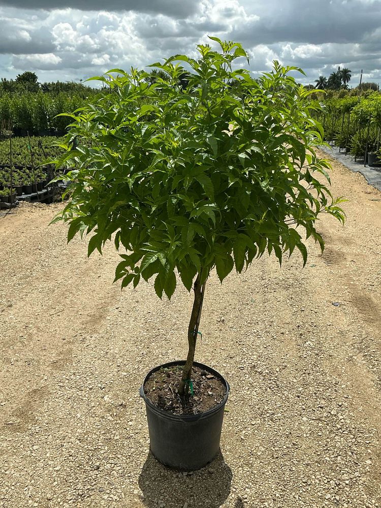 tecoma-stans-yellow-elder-esperanza-trumpetflower-bells-of-fire