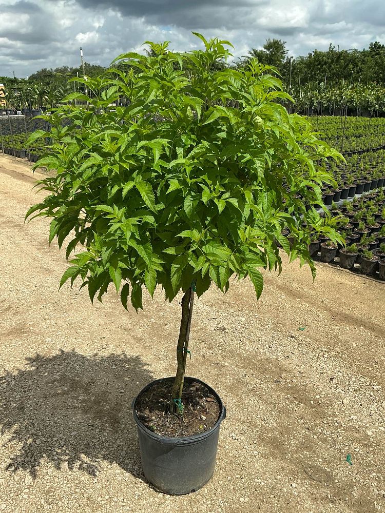 tecoma-stans-yellow-elder-esperanza-trumpetflower-bells-of-fire