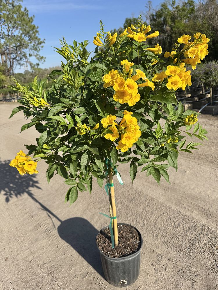 tecoma-stans-yellow-elder-esperanza-trumpetflower-bells-of-fire