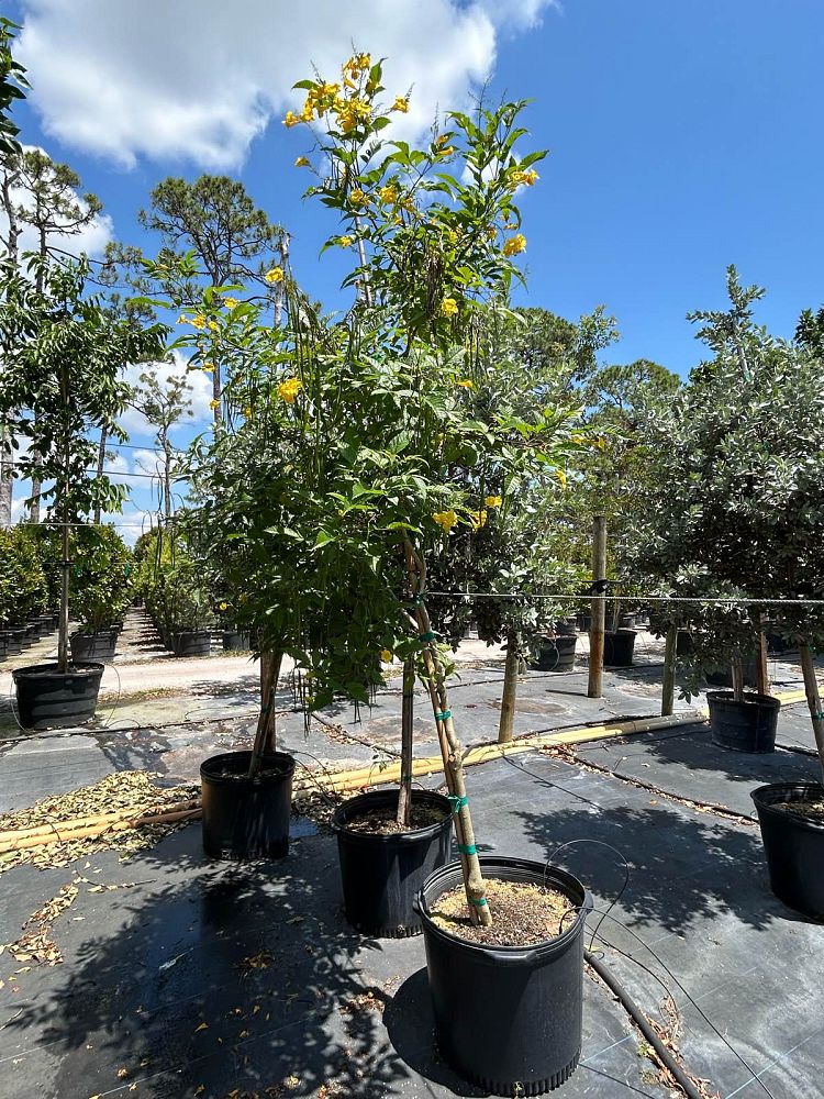 tecoma-stans-yellow-elder-esperanza-trumpetflower-bells-of-fire
