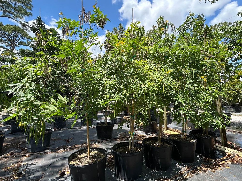 tecoma-stans-yellow-elder-esperanza-trumpetflower-bells-of-fire