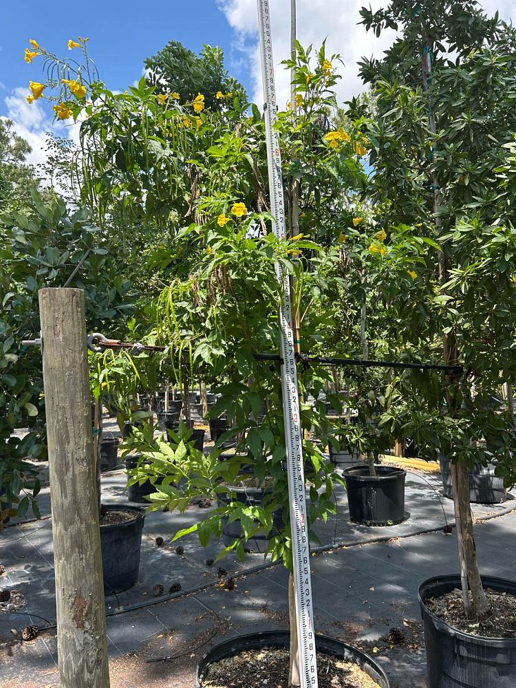tecoma-stans-yellow-elder-esperanza-trumpetflower-bells-of-fire