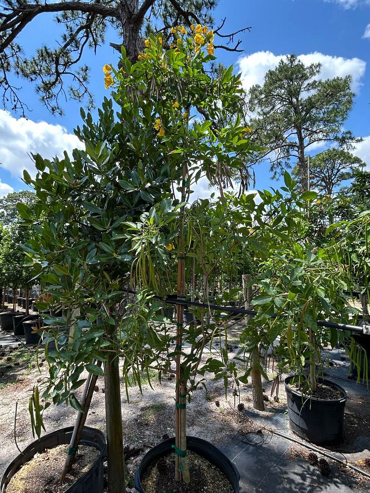tecoma-stans-yellow-elder-esperanza-trumpetflower-bells-of-fire