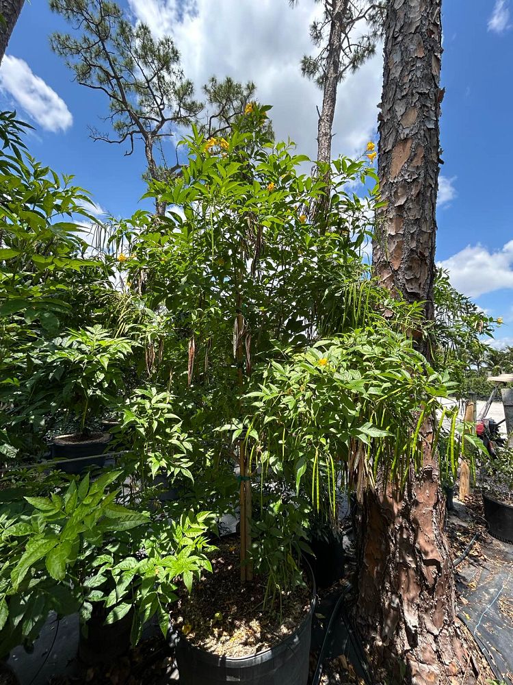 tecoma-stans-yellow-elder-esperanza-trumpetflower-bells-of-fire