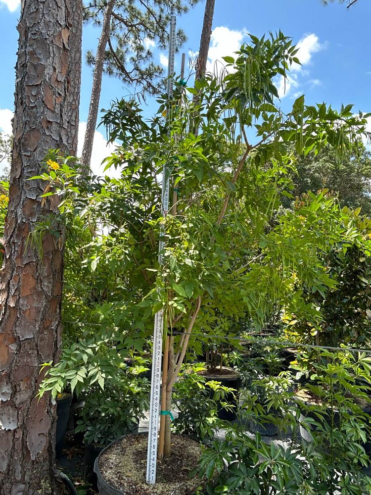tecoma-stans-yellow-elder-esperanza-trumpetflower-bells-of-fire
