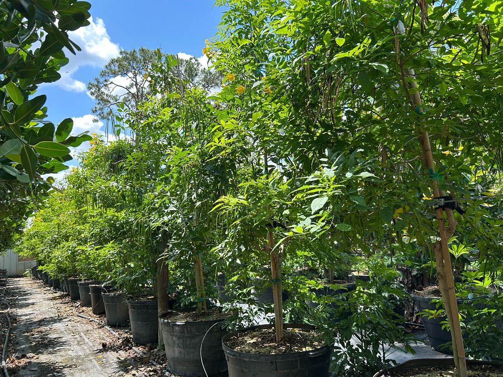 tecoma-stans-yellow-elder-esperanza-trumpetflower-bells-of-fire