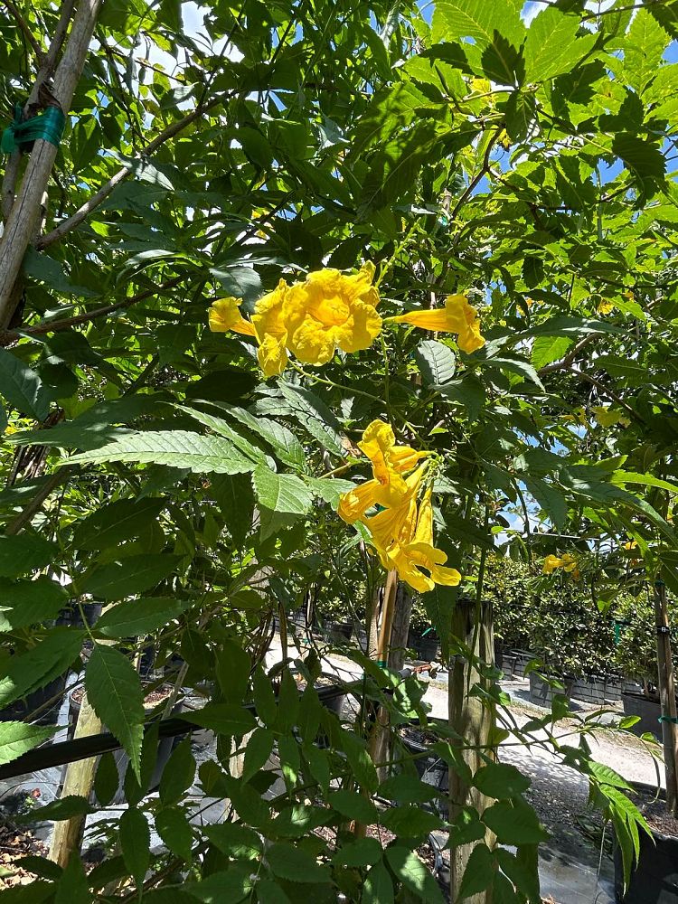 tecoma-stans-yellow-elder-esperanza-trumpetflower-bells-of-fire