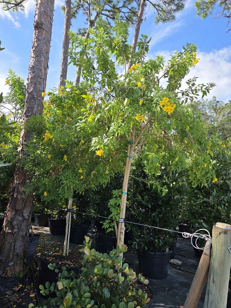 tecoma-stans-yellow-elder-esperanza-trumpetflower-bells-of-fire