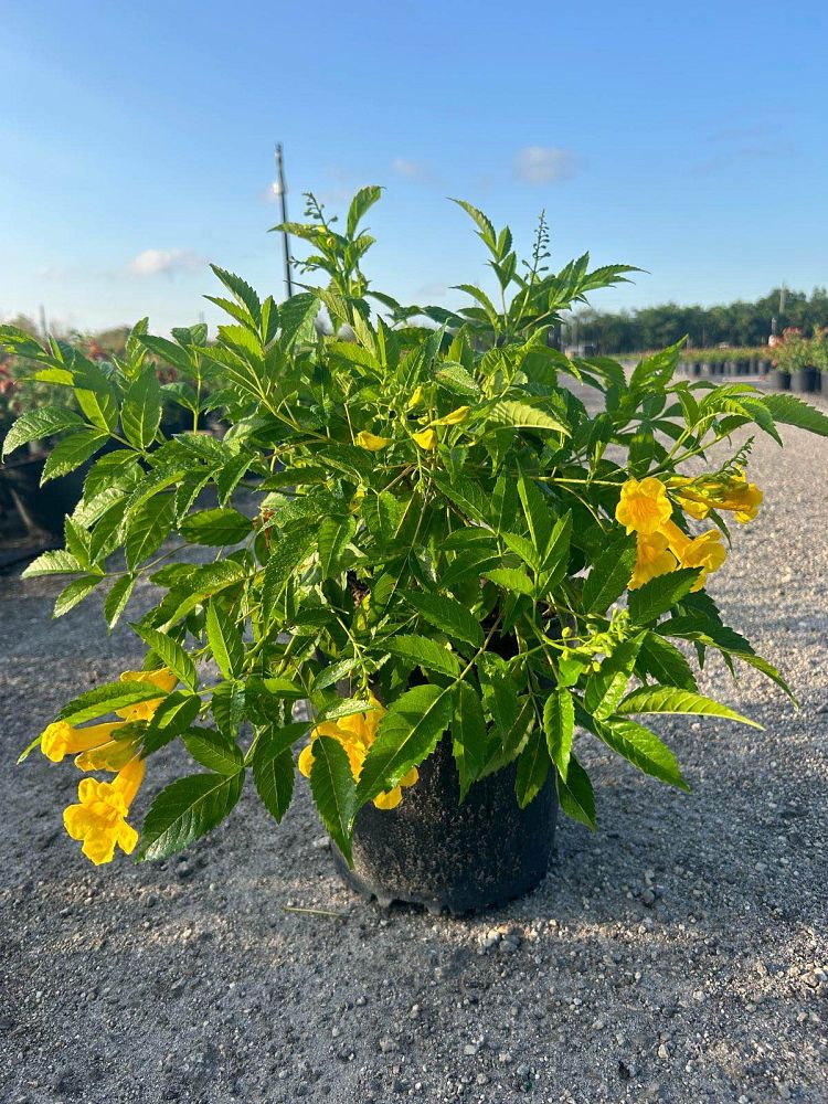 tecoma-stans-yellow-elder-esperanza-trumpetflower-bells-of-fire