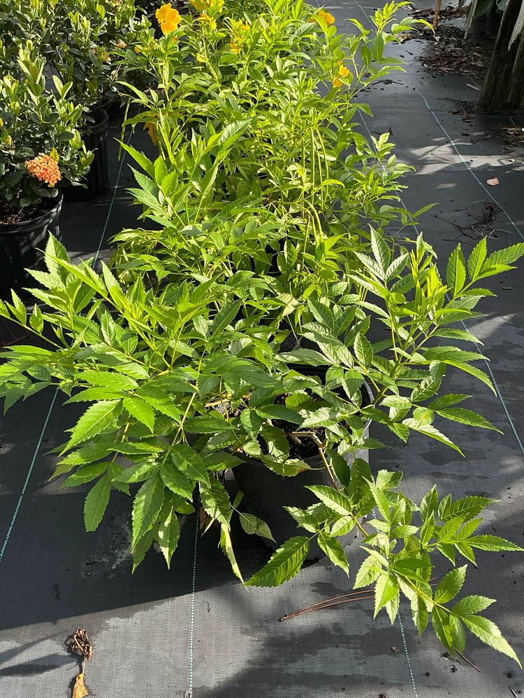 tecoma-stans-yellow-elder-esperanza-trumpetflower-bells-of-fire