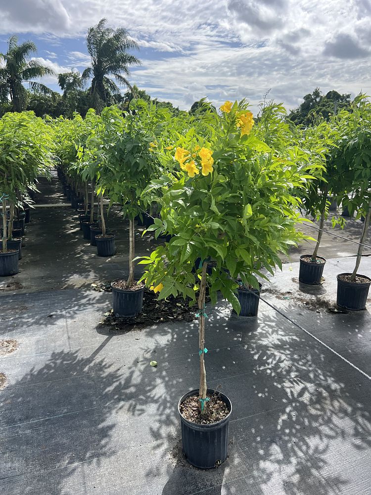 tecoma-stans-yellow-elder-esperanza-trumpetflower-bells-of-fire