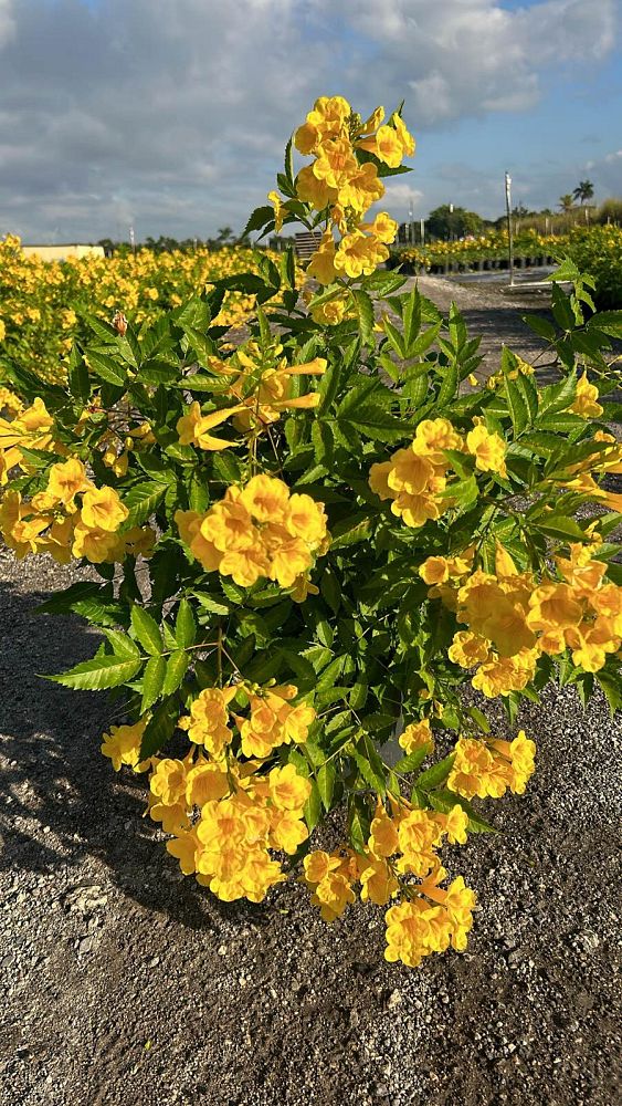 tecoma-stans-yellow-elder-esperanza-trumpetflower-bells-of-fire