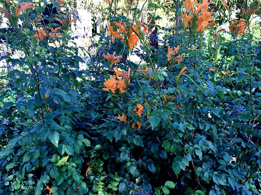 tecomaria-capensis-cape-honeysuckle