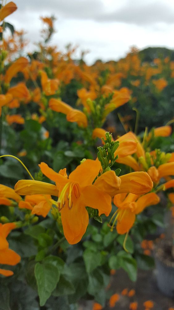 tecomaria-capensis-cape-honeysuckle