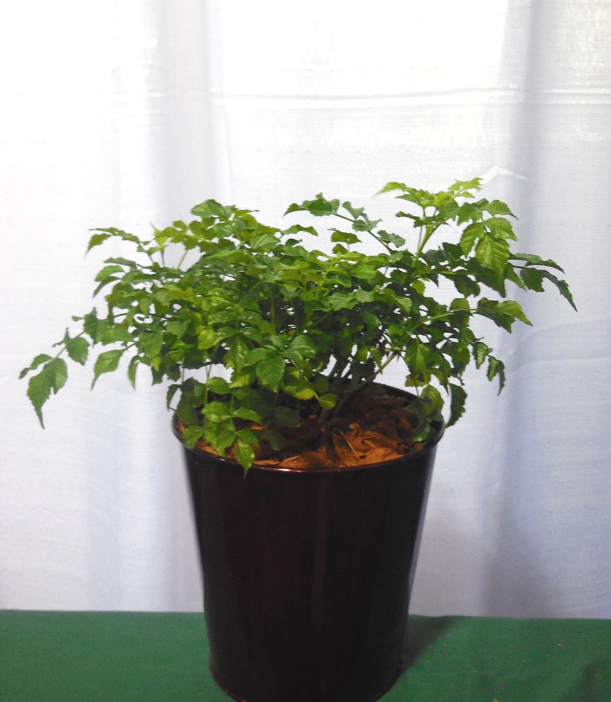 tecomaria-capensis-cape-honeysuckle
