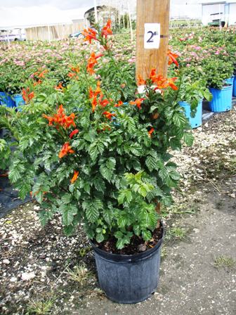 tecomaria-capensis-cape-honeysuckle